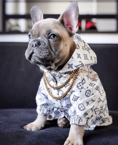 dog lv jacket|For Pets Collection for New .